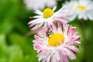 Natural background with blossoming daisies bellis perennis . Soft focus © Anna