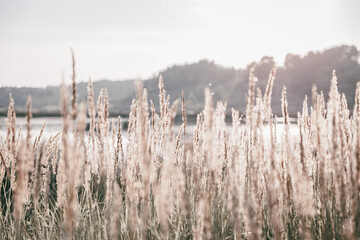 Pampas grass in autumn. Natural background. Dry beige reed. Pastel neutral colors and earth tones. Banner. Selective focus. - obrazy, fototapety, plakaty