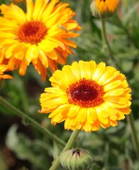 yellow marigold flowers for the production of medicines or for essential oils