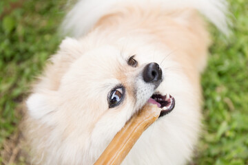 Pomeranian dog chewing a bone on green grass background.