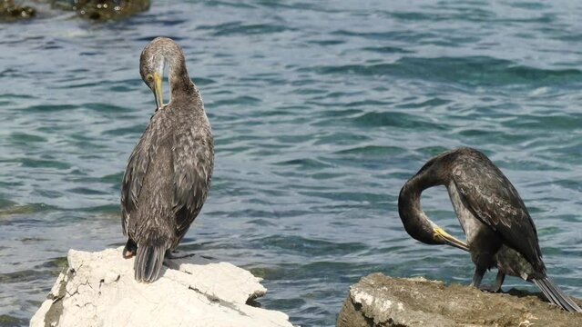 Cormorani si puliscono le piume sugli scogli in riva al mare