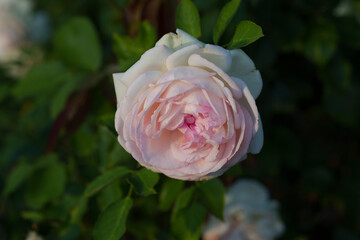 Englische Rose