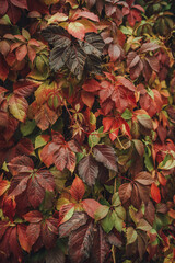 Colorful nature backgrounds with autumn leaves. Nature background mixed colors