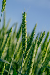 Green wheat field close up image. Agriculture scene