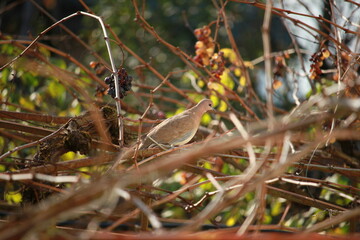 pigeon on branch