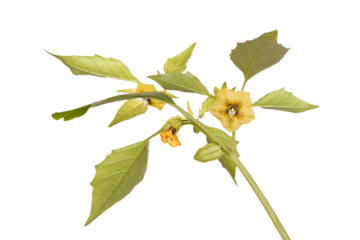  Close-up image of flowers, leaves and developing fruit of a tomatillo (Physalis philadelphica or ixocarpa) isolated