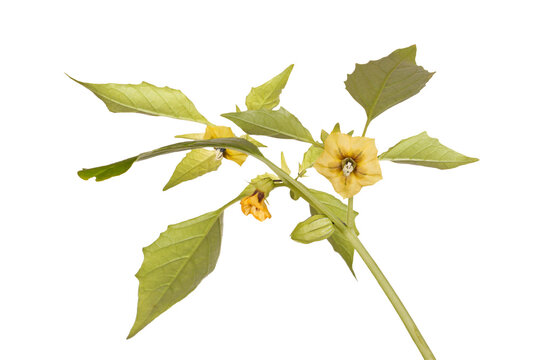  Close-up image of flowers, leaves and developing fruit of a tomatillo (Physalis philadelphica or ixocarpa) isolated