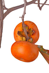 Two ripe fruit of Asian or Japanese persimmon (Diospyros kaki) cultivar Ichi Ki Kei Jiro hanging on the tree isolated