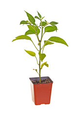Single seedling of a Jalapeno pepper (Capsicum annuum) in a red plastic pot ready for transplanting into a home garden isolated