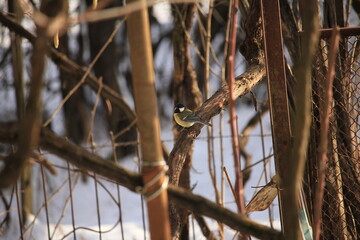 green tit