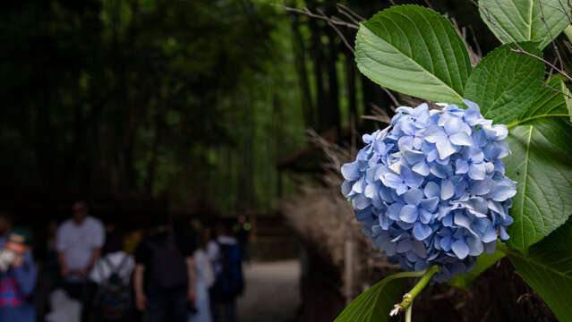 blue hydrangea in the spotlight