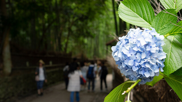 blue hydrangea in the spotlight
