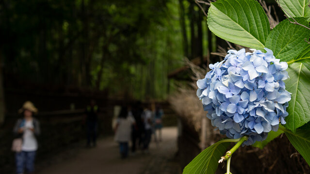 blue hydrangea in the spotlight
