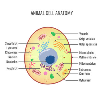 The structure of an animal cell. Eukaryotic cell structures show nucleus, cytoplasm