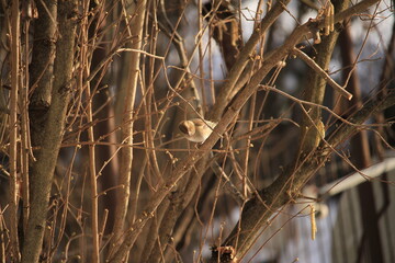 Eurasian tree sparrow