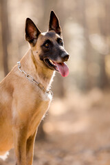 Belgian Shepherds Malinois dog at tha forest. Fall season. Autumn