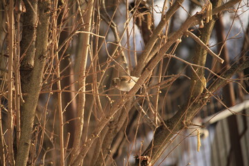 Fototapeta premium Eurasian tree sparrow