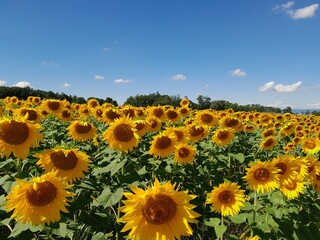 Sunflowers in the field