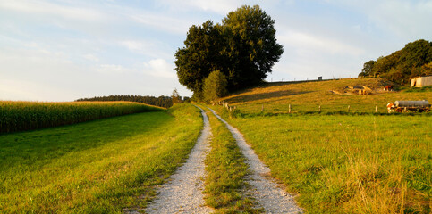 beautiful sunlit summery landscape with endless fields of the Bavarian countryside in Konradshofen (Bavaria, Germany)	
