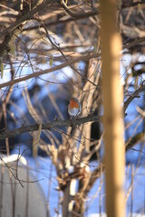 European red robin