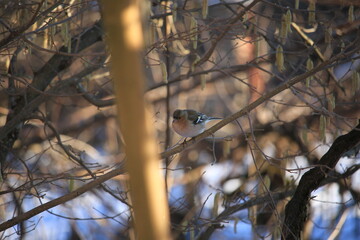 chaffinch on a branch	