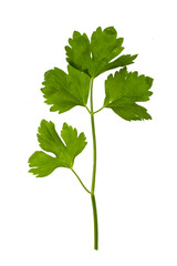 Apium graveolens var. secalinum