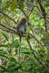 Long-Tailed Macaque Sitting on a Tree in Tropical Forest