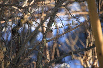 Obraz premium chaffinch on a branch 