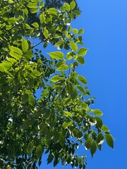 green leaves against blue sky