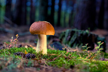 edible porcini mushroom in a forest glade close-up under the light of sunlight with beautiful bokeh