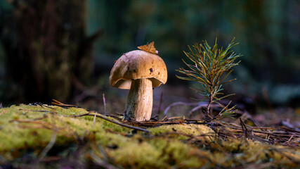 edible porcini mushroom in a forest glade close-up under the light of sunlight with beautiful bokeh