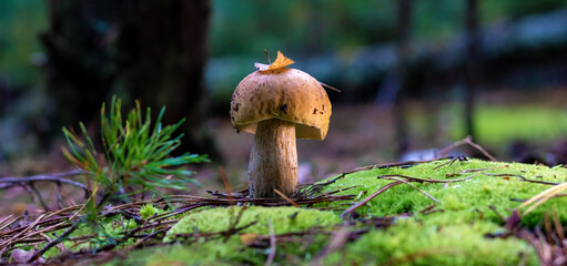 edible porcini mushroom in a forest glade close-up under the light of sunlight with beautiful bokeh