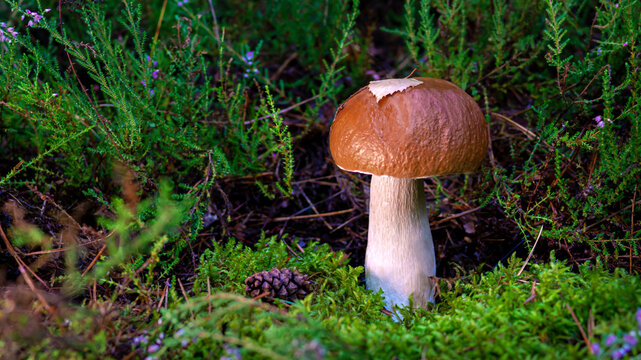 edible porcini mushroom in a forest glade close-up under the light of sunlight with beautiful bokeh