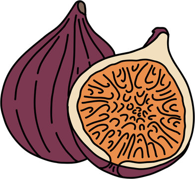 12700 Fig Illustrations RoyaltyFree Vector Graphics  Clip Art  iStock   Fig tree Pear Fig leaf
