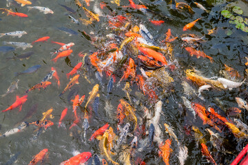 feeding time at the koi pond