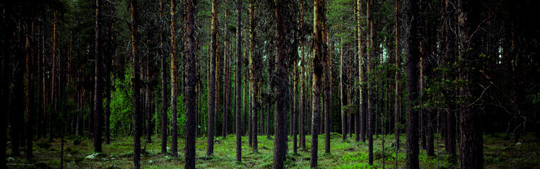 Fototapeta Baumstämme in einem Tannenwald mit grünem Waldboden obraz