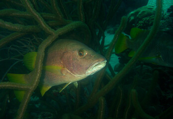Fototapeta premium underwater scene , coral fish , caribbean sea