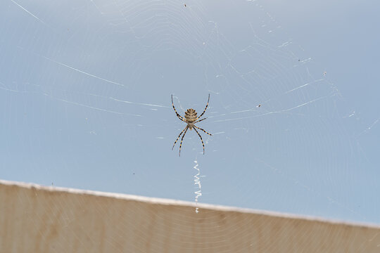 Large spider weaving spider web in the garden. tiger spider argiope lobata