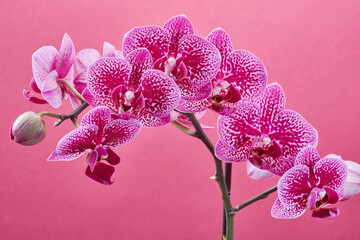 A branch of white-pink orchids on a pink background close-up.