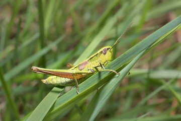 meadow grasshopper Pseudochorthippus parallelus Male