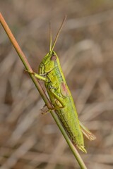 meadow grasshopper Pseudochorthippus parallelus Male