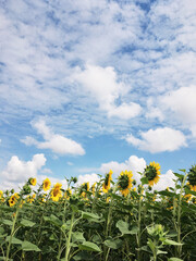 Sunflower field in the countryside. Ukrainian fertile soil that supplies the whole world with sunflower oil. Rural field with bright yellow flowers at sunset.Organic food production.Ecology protection