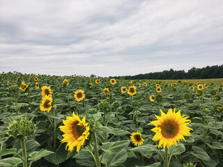 Sunflower field in the countryside. Ukrainian fertile soil that supplies the whole world with sunflower oil. Rural field with bright yellow flowers at sunset.Organic food production.Ecology protection