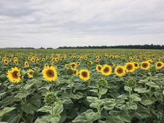 Sunflower field in the countryside. Ukrainian fertile soil that supplies the whole world with sunflower oil. Rural field with bright yellow flowers at sunset.Organic food production.Ecology protection
