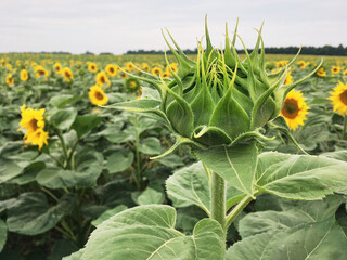 Sunflower field in the countryside. Ukrainian fertile soil that supplies the whole world with...