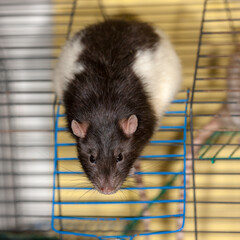 Obraz premium portrait of domestic rat