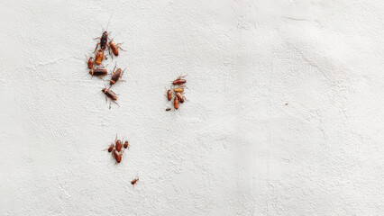 Group of cockroaches on plaster wall.