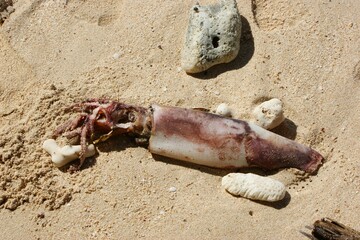 Beach Soil Sand Decapoda Arthropod Crustacean