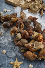 fresh sea cucumbers on the ice on a gray background vertical photo

