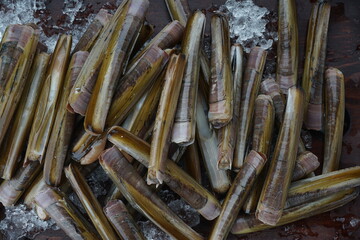 sea ​​molluscs in a long shell on a wooden board with ice macro photo
